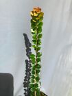 Agapetes aff. rubrobraceata white flowers Rare subtropical Ericaceae caudiciform