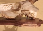 Picture 3 of 7