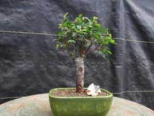 Chinese Elm Bonsai Tree - Straight Trunk Style (Small)