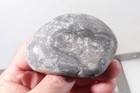 Petoskey Stone Fossil Coral Lapidary 13 oz. windowed three pc rough lot P3 — photo 3