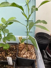 Cold Hardy Citrus Seedling Plants 10 month old up to 12”  5 Types
