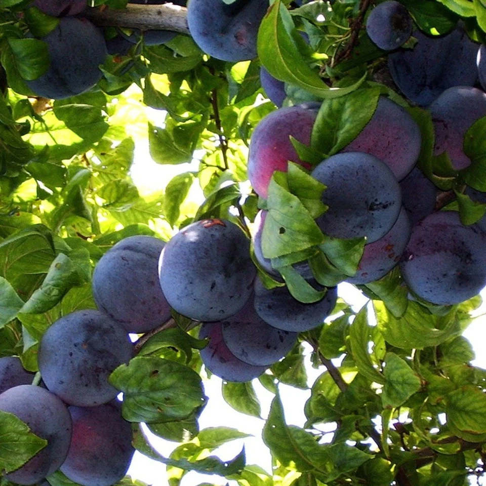 Japanischer Pflaumenbaum Angelo - Winterharte Obstbaum Pflanze 80/140 cm Pflaume - Bild 2 von 4