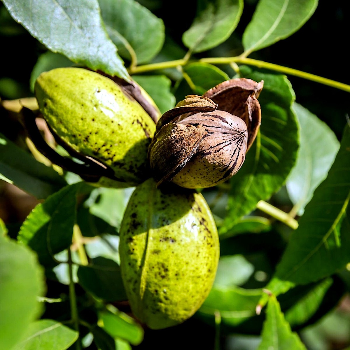 a clusia plant Clusia Guttifera Bush for Sale