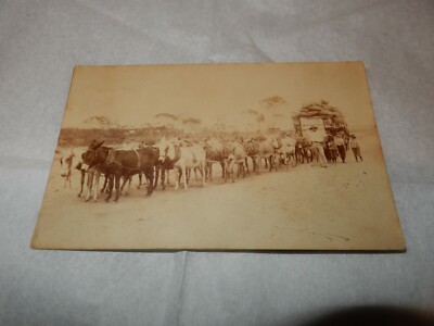 MAULTIERZUG ESEL / MAULTIERWAGEN VIELLEICHT SÜDAFRIKA FRÜHE POSTKARTE