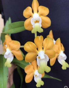 orchid vanda fragrant waxy species native asia flowers