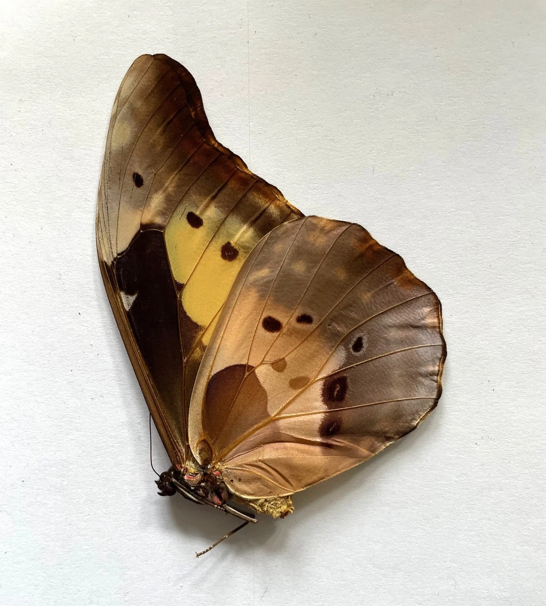 Morpho Rhetenor for sale | eBay