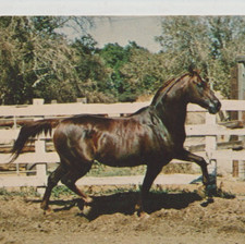 KHEREEF Arabian Stallion Horse Postcard NEWHALL CALIFORNIA