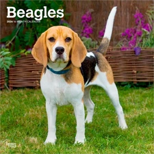 Beagles | 2026 12x24" (Hanging) Monthly Square Wall Calendar | Plastic-Free