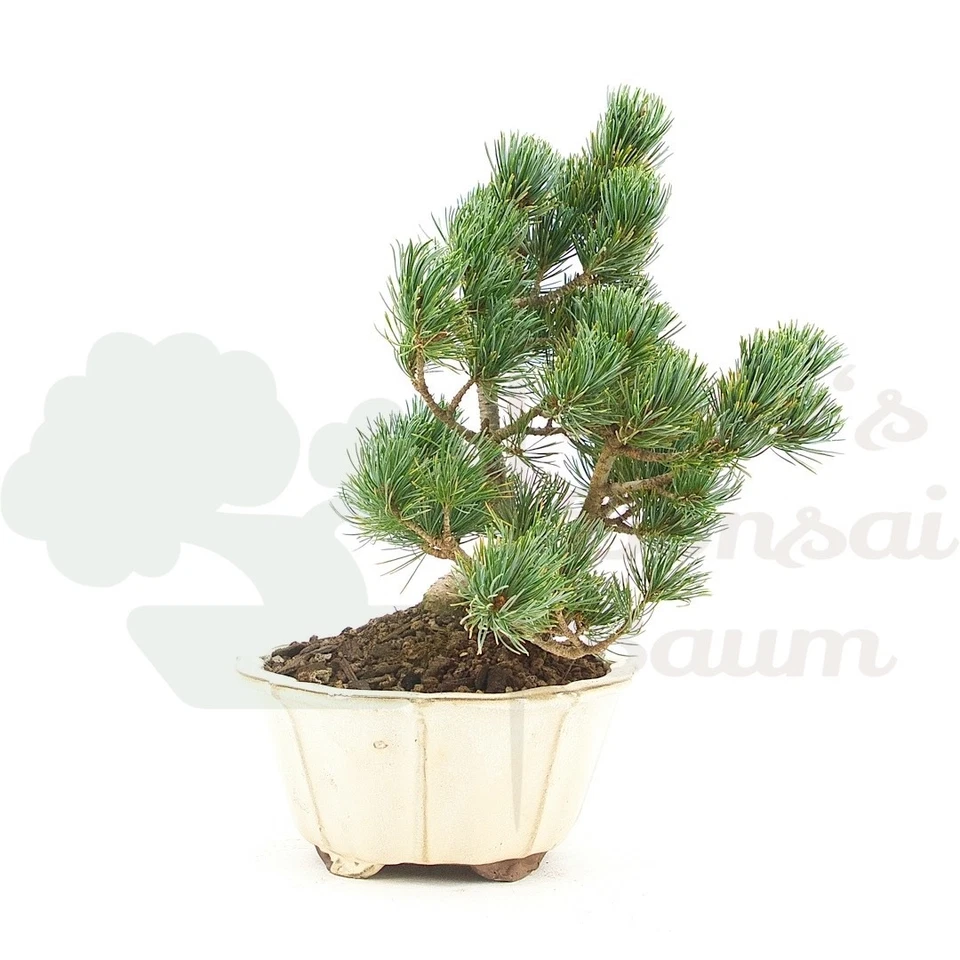 BONSAI Mädchenkiefer 'Pinus parviflora' Winterhart & Pflegeleicht, Traditionell - Bild 4 von 4