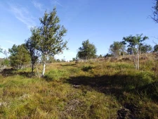 Photo A3 Track on Druim Buidhe near Garve Druim Buidhe/NH3871  c2015