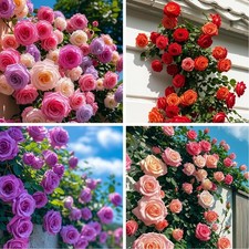 300 Mixed Climbing Rose Seeds, Heirloom Outdoor Garden Vine for Home Landscape