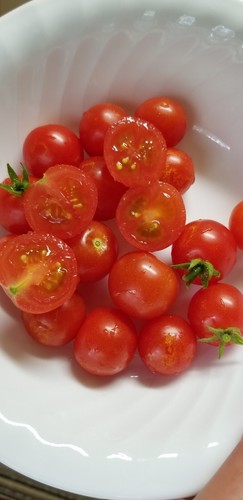 Vilma Micro Dwarf Tomato Seeds Canada, Red Cherry, Potato Leaf Tomato - Picture 2 of 8