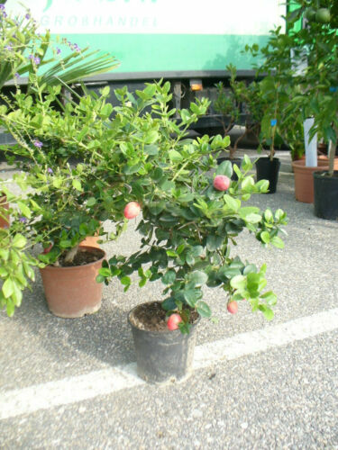 BONSAI Rohware prunus domestica "Wagenstdter Pflaume" RARITT | eBay.de