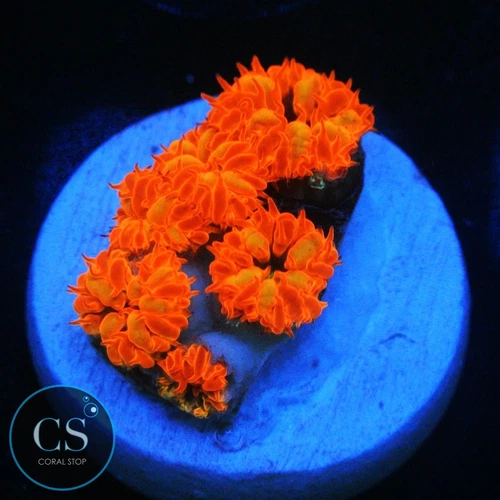 CS BLUE RAVEN BLASTO MERLETTI - WYSIWYG - LIVE CORAL - Frag - SPS LPS ZOAS