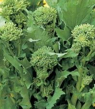 BROCCOLI RAAB SEED | RAPINI | HEIRLOOM | NON GMO | VEGETABLE | Sz 100-5000 Seeds
