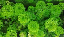 Limnophila Sessiliflora