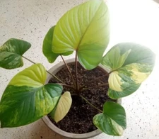 Homolomena rubsence verigated 