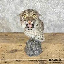 #31095 WC | Bobcat Shoulder Taxidermy Pedestal Mount For Sale
