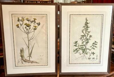 1777 gerahmtes PAAR BOTANISCHE GRAVUREN von WILLIAM CURTIS aus Flora of London