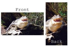 Alligator Gator Crocodile Croc Vinyl Checkbook Cover with Matching Bookmark