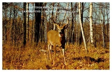 Postcard ANIMAL SCENE Scottville Michigan MI o/19 AS1371