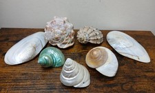 Seven Sea Shells Various Sizes Shapes Crafts Aquarium Decoration Home Decor (1)