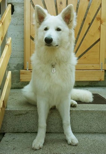 Dog name ID Tag, White Swiss shepherd, Engraved, Personalized, Handmade - Picture 9 of 9