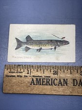 Rare Antique Sovereign Cigarettes Fish Series Maskalonge Tobacco Trading Card