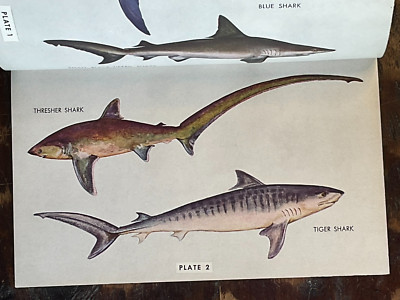 1952 Marine Game Fishes Of The World by Francesca Raimonde La Monte-1st Edition