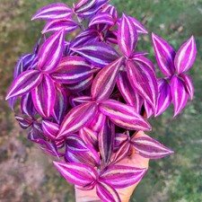 2 Pink Wandering Jew Tradescantia Live Plants, 3.5 Inch Pot
