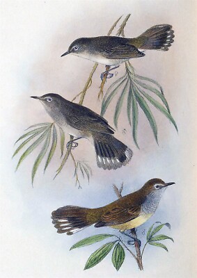 EXTINCT LORD HOWE GERYGONE BIRDS GLOSSY POSTER PICTURE PHOTO PRINT BANNER 10483