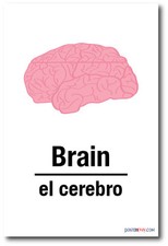 El Cerebro - Brain In Spanish - NEW Foreign Language Educational POSTER