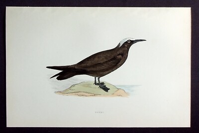 NODDY TERN, original antique ornithological print, bird, MORRIS, 1897