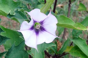 Datura Stramonium ile ilgili gÃ¶rsel sonucu