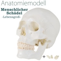 Anatomiemodell SchäDel Modell Untericht Studium Lebensgroß Medmod