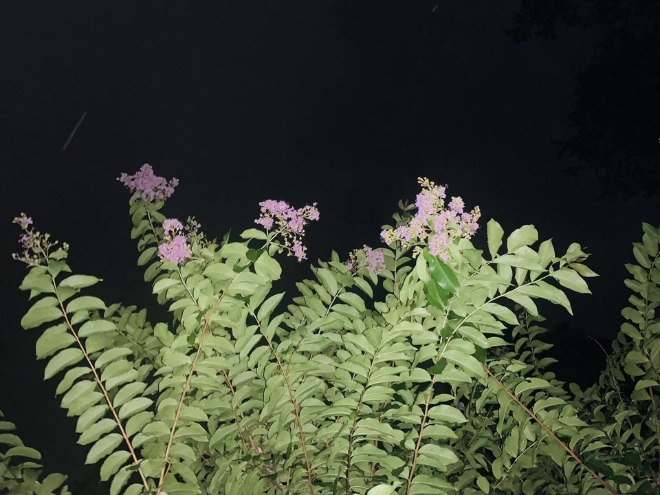 6+ Native Lavender Crape Myrtle Fresh 12”+ Cuttings Fast Growing Flowering Lilac - Image 3 of 4