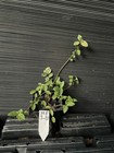 Harlequin Euonymus — photo 1