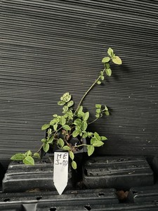 Harlequin Euonymus