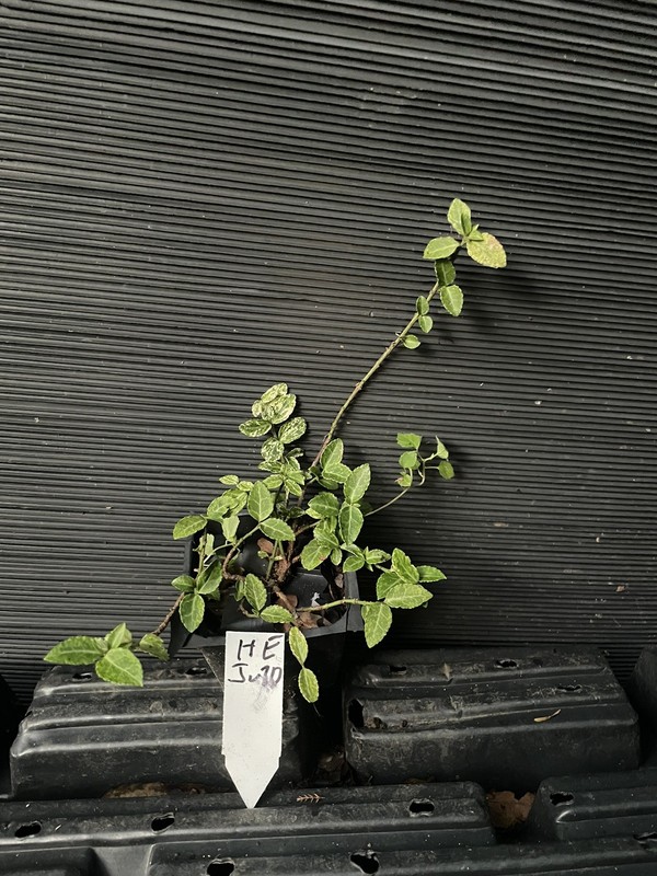 Harlequin Euonymus