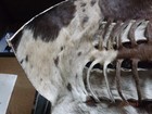 African War Shield likely cowhide 35x20 inches handmade ready for battle — photo 5