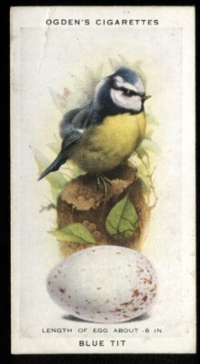Tabakkarte, Ogdens, Britische Vögel & ihre Eier, 1939, Blaumeise, #45