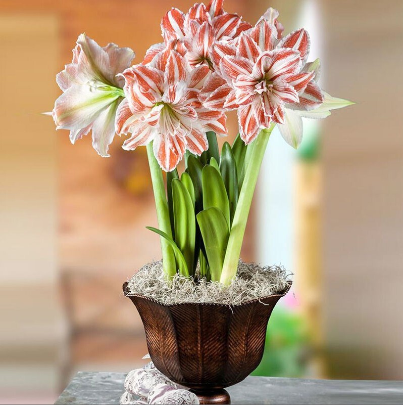 2pc Real Hippeastrum Bulbs, Amaryllis Bulbs eBay