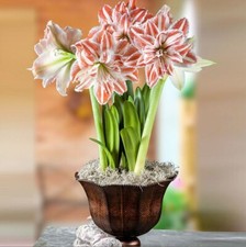 2pc Real Hippeastrum Bulbs, Amaryllis Bulbs