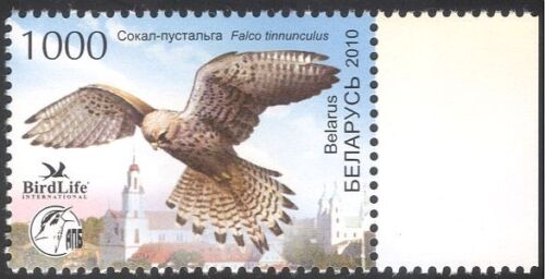 Belarus 2010 Birds/Nature/Raptors/Kestrel/Wildlife/Conservation 1v (n28434)
