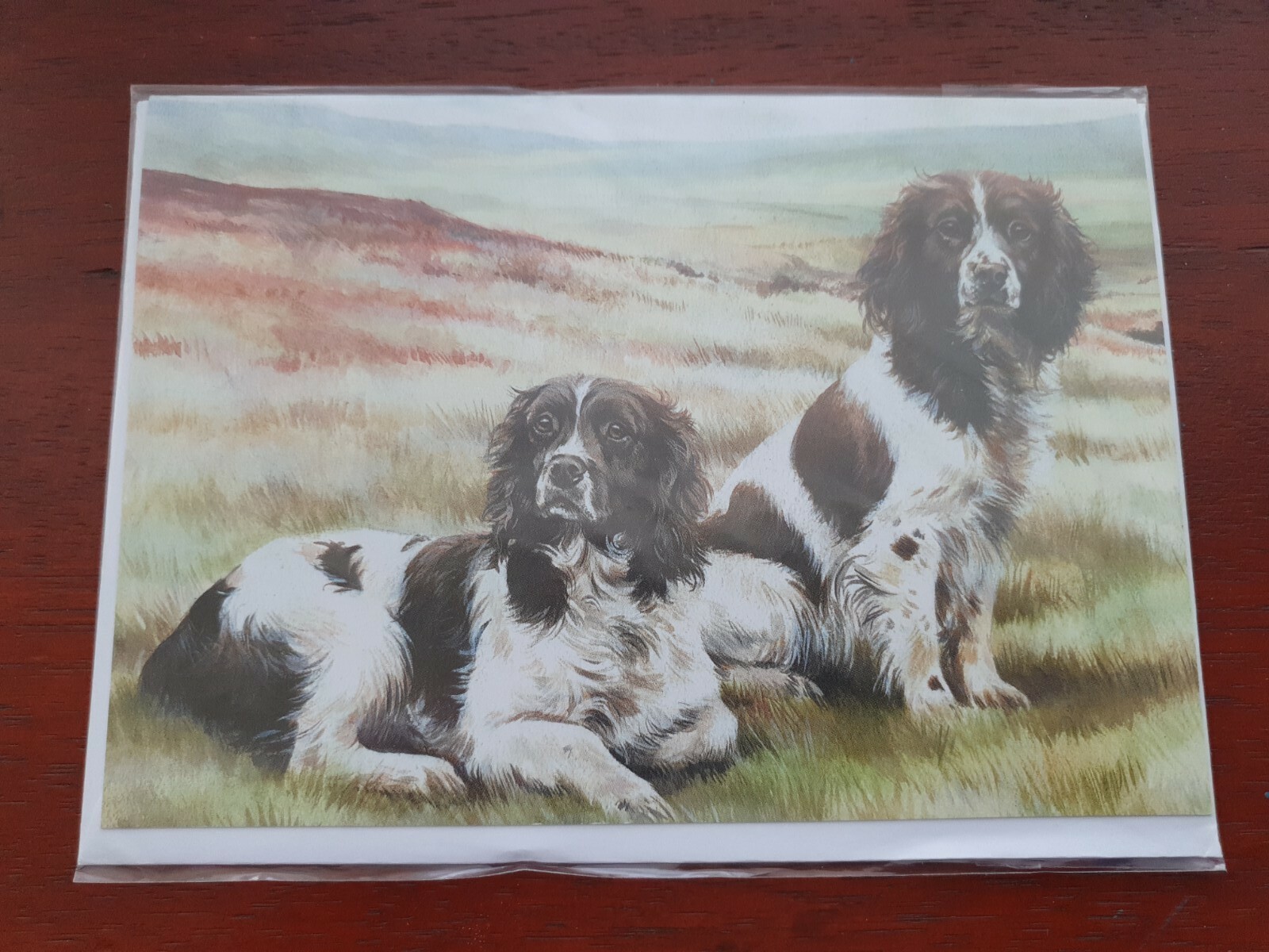 English Springer Spaniels greetings card Spaniel dog birthday card SPRINGERS
