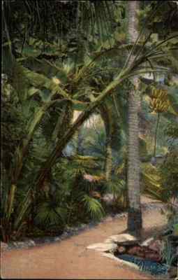 US Vintage Postcard 1938 Banana Tree Bananen Baum VERO BEACH Florida Gardens