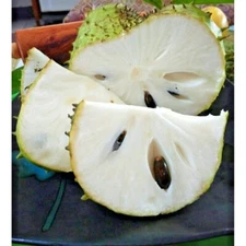 Big Honey Soursop Seedss (Annona muricata) var. Honey 40+ Seedss