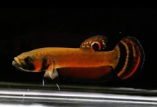 Live Betta Fish Macrostoma Pair junior Size (7 Cm) Last Pair