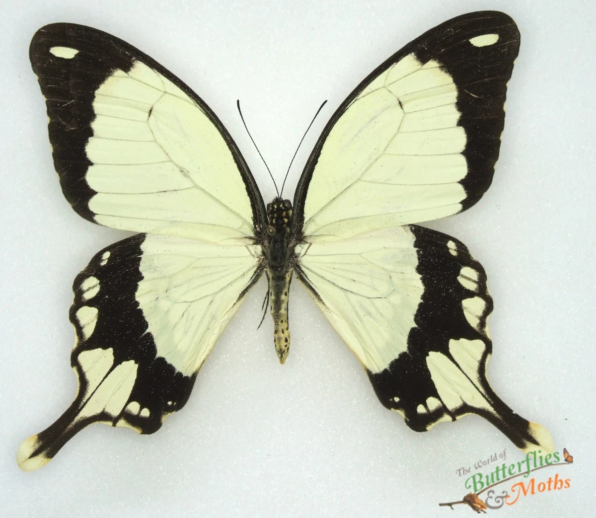 Specchio Acrilico Sendmeamirror A Forma Di Farfalla - 12x11 Cm, Infrangibile E Leggero