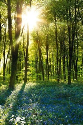 empireposter Forests - Sunrise Bluebell Wood - Poster Foto Landschaft Wälder 